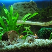 熱帯魚 カテゴリーの記事一覧 とっても素敵なほけんの話