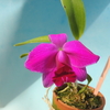 Cattleya pumila x sib. (`S.W.Maria'x select ) 