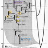 人類の進化の軌跡