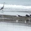 関根川河口の鳥たち