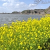 【袖ケ浦市】袖ケ浦公園【菜の花スポット】