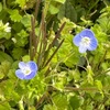 カタバミ，イヌノフグリを詠んだ短歌　　妙法寺への道すがら，沢山の小さな花々に出会いました．　群れ生ひし酢漿草の葉のか青きに時雨ふりつつさびしきろかも　斎藤茂吉　　をさなごと幾度か来し道ばたにかたばみの花むらがり咲けり　杉浦翠子　　花了へし酢漿草（かたばみそう）のひと群れをさりげなく視てわれ去らむとす　吉野鉦二　　いぬのふぐりの散りたる花はむらさきに夕べ閉ぢたる花のひまひま　石川不二子　　言いがたきことあるならん君のうしろかたまり咲ける犬ふぐり見ゆ　花山多佳子