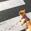 信号を守る犬