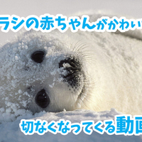 アザラシ全19種類を画像付きで徹底解説 あなたのお気に入りはどの子 おばじんは空を飛びたいあざらし
