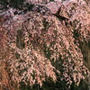 チャオおんたけと飛騨の桜