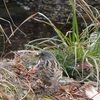 ウグイスの初鳴き