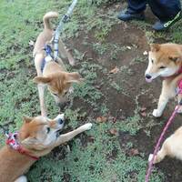 学ぶは　真似ぶ（まねぶ）☆ただいま研修中？　ちがうよ、　犬習中！？！？！