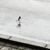 雨の中を歩くハクセキレイ20250627