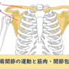 肩関節の運動と筋肉・関節包