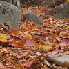 紅葉の英彦山を行く その壱