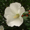 銀座の白い花
