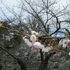 岩手公園の桜はまだパラパラ