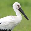 いきもの図鑑：鳥類 7