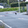 神原町に飛来した鳥　　道路を歩いているキジの神原君