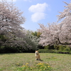 今日も桜に誘われて