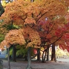 里も紅葉の時期
