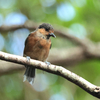 御蔵島へ調査へ行った（２０２１　０８２２）野鳥編。その１。