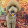 トイプードルのトト君
