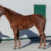 【東サラ】2024年募集馬残口あり馬の再評価⑩ビキニパレードの23