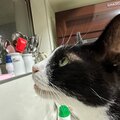 友達のヤモリくんは外にいるべし。