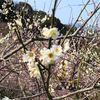 三隅梅林公園に咲いていた梅の花たちをパチリ ③