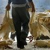 韓国「鳥インフルエンザ発生・拡散防ぐため2700羽殺処分」