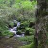 2023年6月21日(水)[西粟倉]若杉天然林(若杉原生林)で、やわらかな緑に癒される！