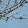 モモアカヒメハヤブサ Collared Falconet