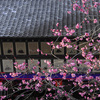 京都新聞写真コンテスト　北野天満宮　絵馬と梅