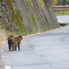 野猿に逢う