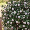 沈丁花は三大香木（さんだいこうぼく）名前の由来は…