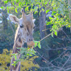 秋の東山動物園（5）管理人、迷子になる