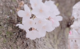 記事を見る