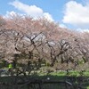 小石川植物園