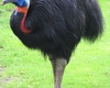 驚愕！世界一危険な鳥「ヒクイドリ」の意外な魅力と秘密