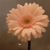【チャリティーソング「花は咲く / 花は咲くプロジェクト(2012年)」】在りし日の故郷への想いと未来への希望。