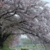 雨に桜散る下鴨半木の道・上賀茂神社