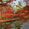 【奈良】紅葉シーズン終盤をむかえた鏡池（東大寺）を歩く