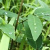 過ぎ行く梅雨を、惜しむ。