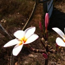 ~ ChiangRai Breeze ~