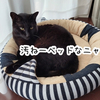 おそるべし猫の毛！