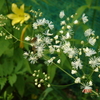 繊細な花型のカラマツソウの花