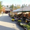 弘前城『菊と紅葉まつり』(10月16日〜11月8日)で菊苗購入