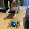 ドローンで猫撮影は難しい。