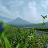 014.浮島の夏