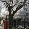 染井よしの桜の里公園の桜