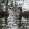 おじぎしあうカルガモ