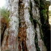 屋久島のこと（９）樹齢2000年〜7000年の屋久杉