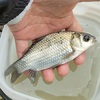 鯉狙いなのに、鯉は釣れず・・・