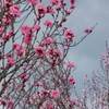 桜の名所 幸手権現堂公園 桜 ２０２２年 満開に？
